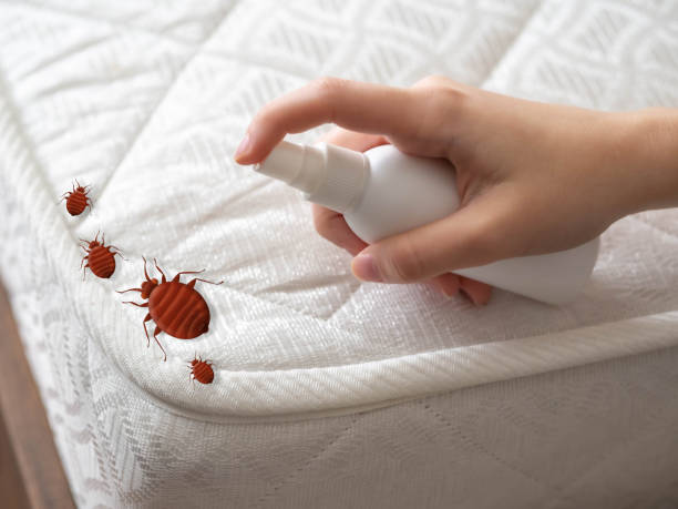 Best Local Pest Control Services  in Hackettstown, NJ